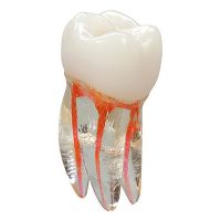 ZP59992_Gen_Diente_Endo_Practicas